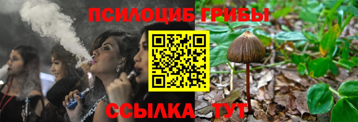 Можга  Псилоцибиновые грибы Psilocybine cubensis  Вход с VPN 
